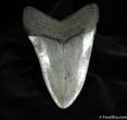 Inch Megalodon Tooth #584-1